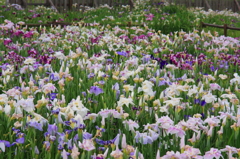 菖蒲繚乱