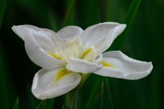 白い菖蒲