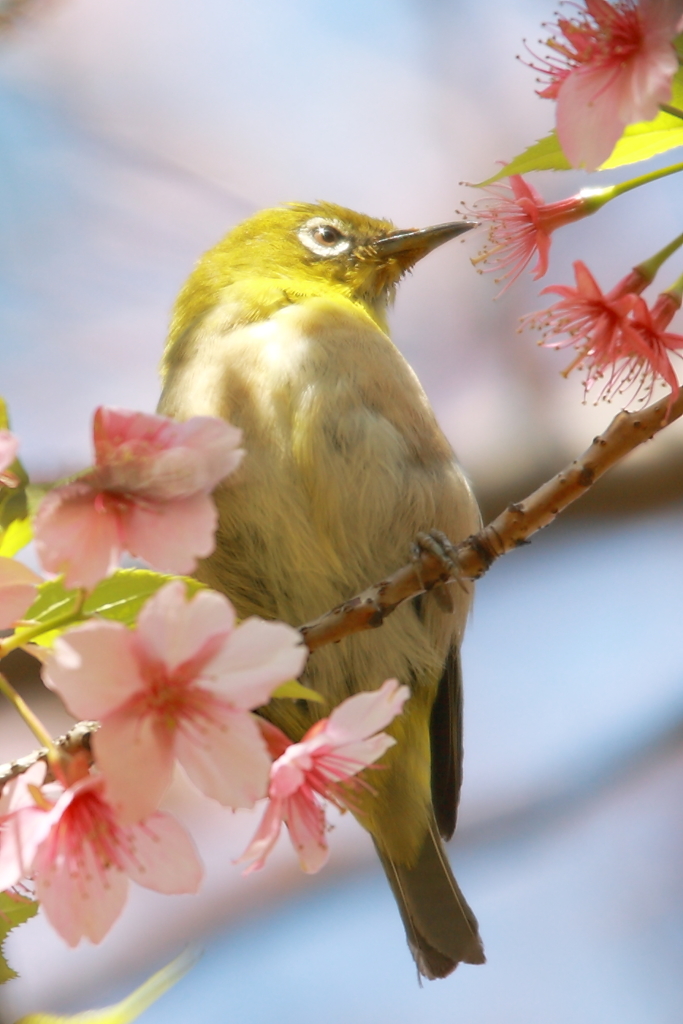 寒桜散っても美味しい蜜の味