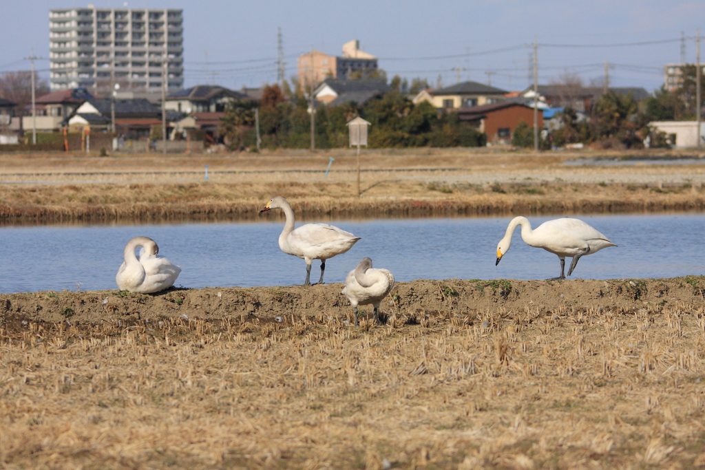 住宅近くにて
