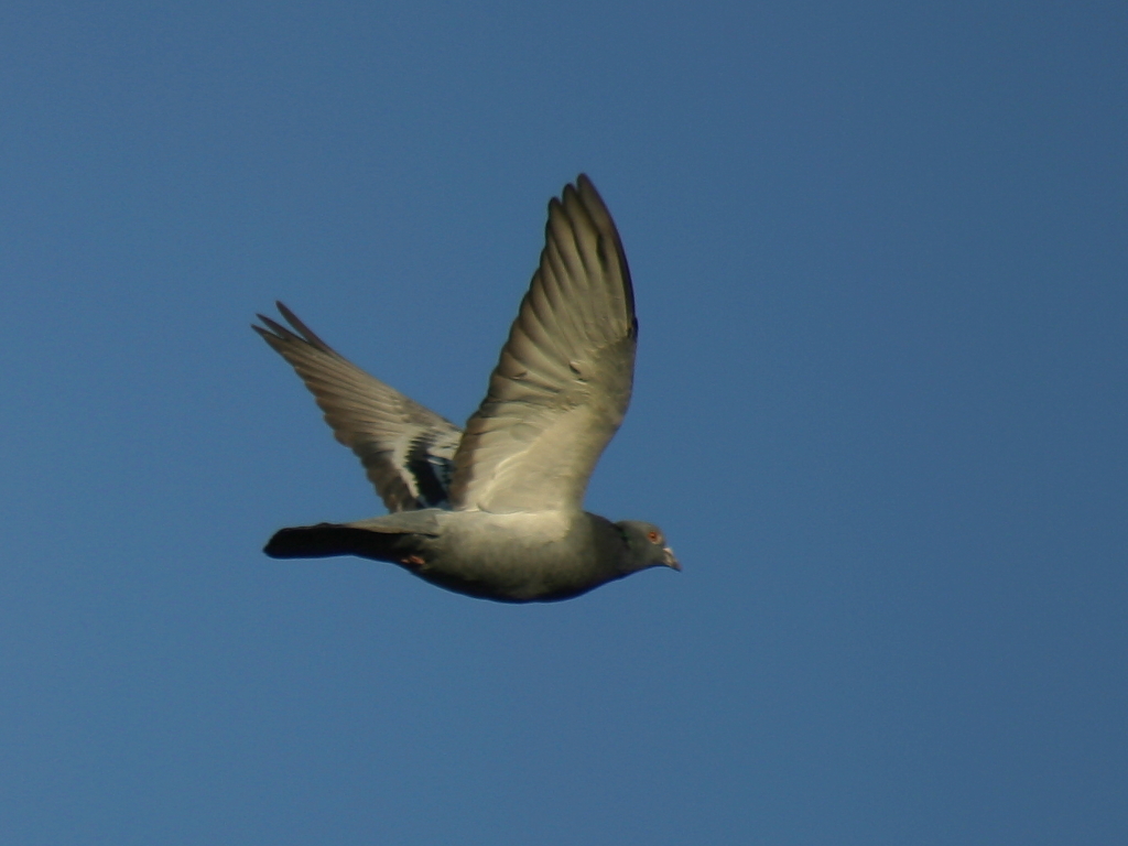 鳩