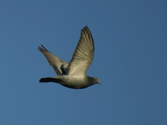 鳩