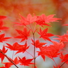 柔らかな紅葉