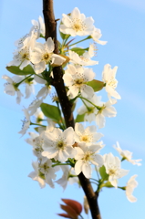 梨花ＲＩＣＡ