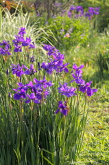 紫の菖蒲