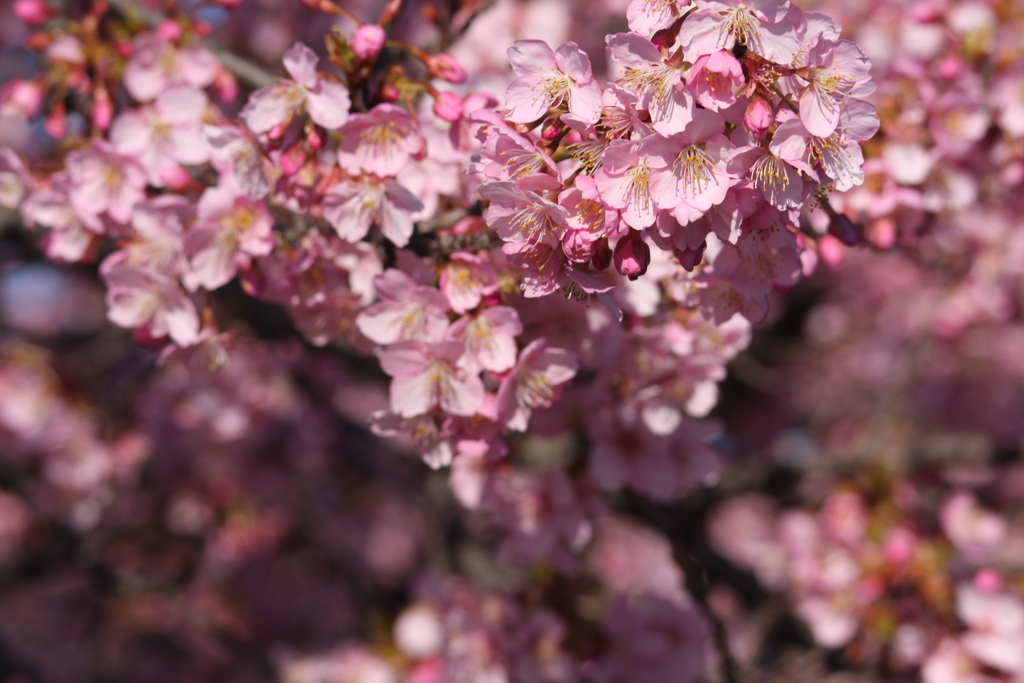 早桜満開