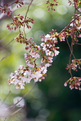 桜咲く二