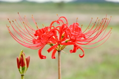 彼岸の花