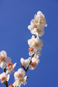 梅と青空