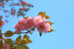 桜餅食べたい？
