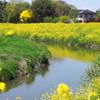 四月の里川