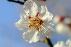 ほころぶ梅花