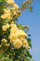 つるバラの花