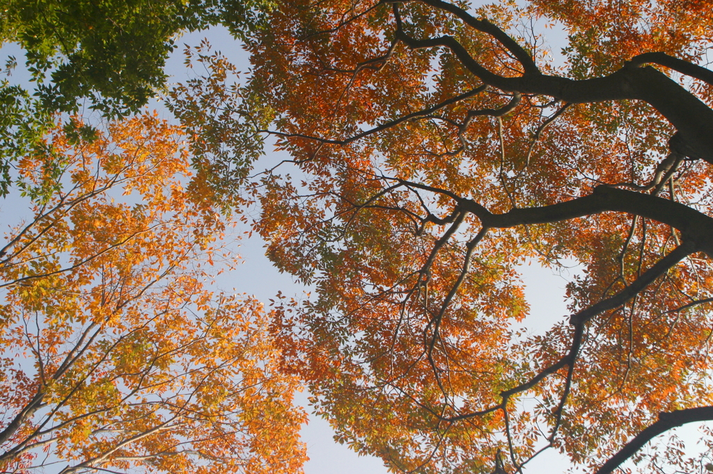 ケヤキの紅葉