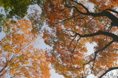 ケヤキの紅葉
