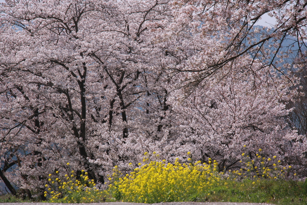 菜と桜