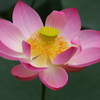 蓮花大輪