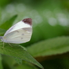 草に停まる蝶
