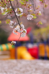 公園の散りゆく桜