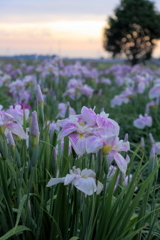 朝の菖蒲畑