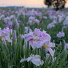 朝の菖蒲畑