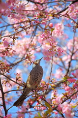 桜に来たヒヨドリ