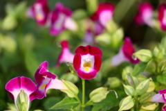 花の合唱