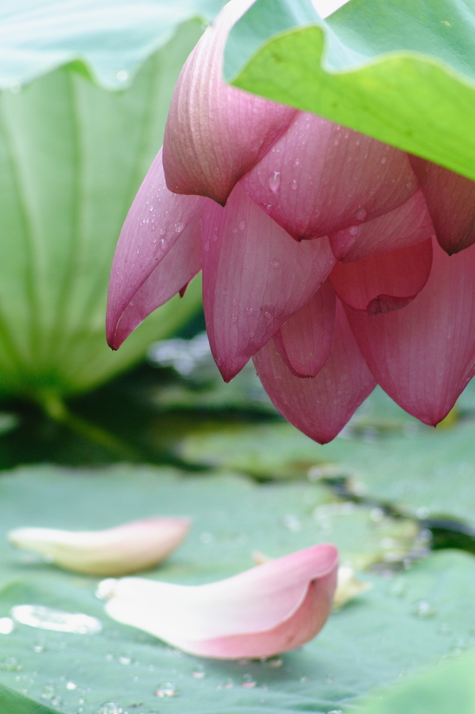 花よお疲れ様