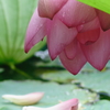 花よお疲れ様