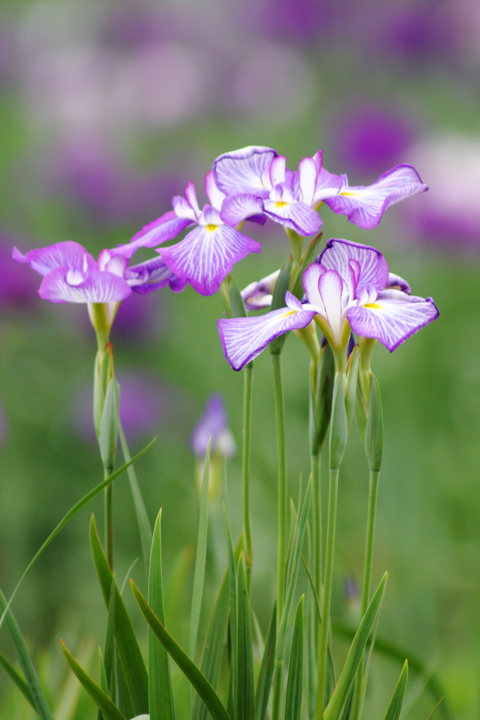 花菖蒲