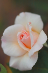 淡いピンクの薔薇