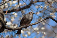 梅に鵯