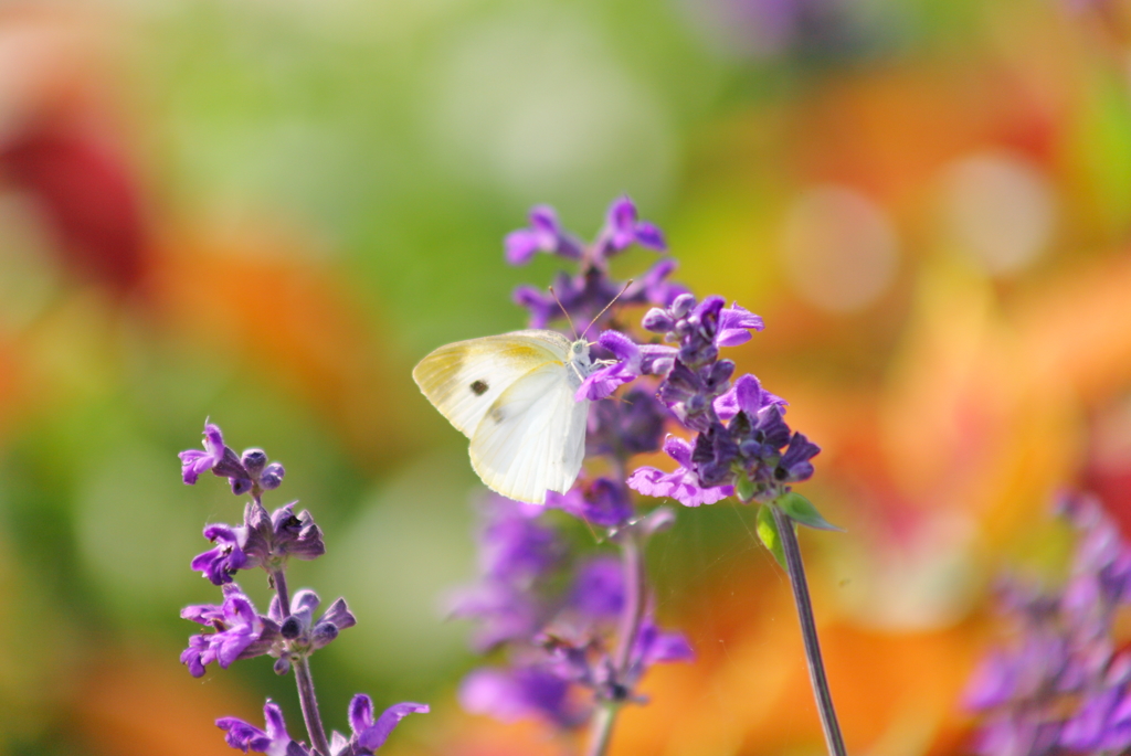 チョウが来る花壇で