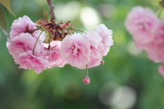 八重桜