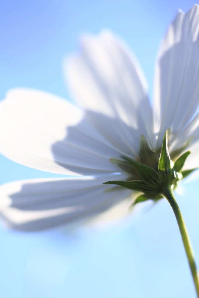 花は洗濯日和に