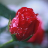 バラの雨露