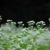 白い草花
