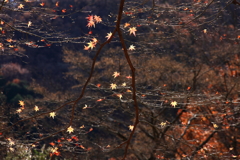 残葉
