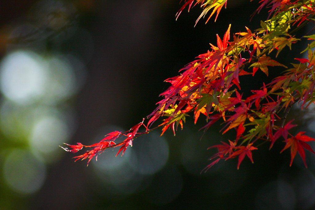 影の紅葉