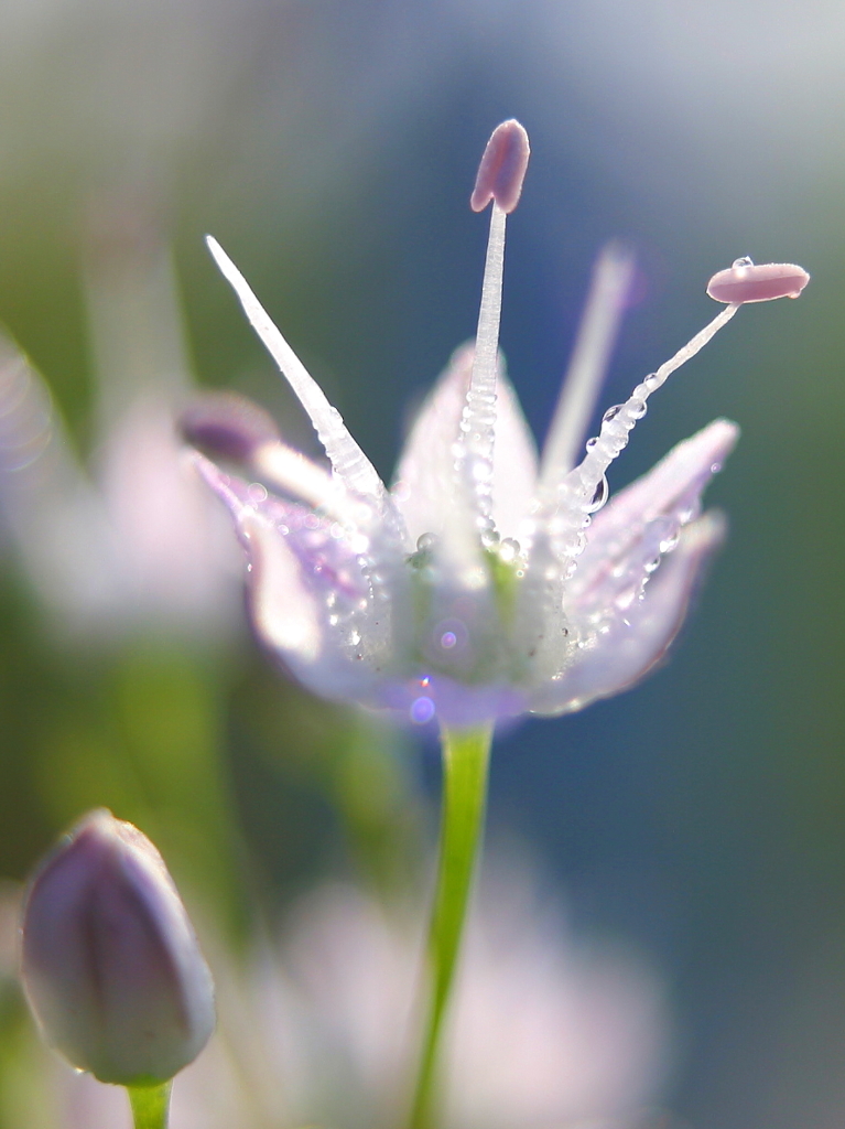 花つゆ