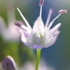花つゆ