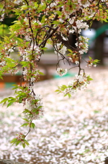 花は散りぬる