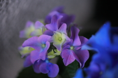 隅の紫陽花
