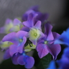 隅の紫陽花