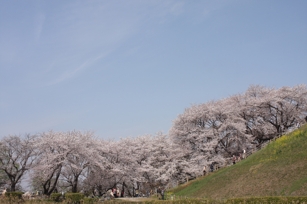 古墳の桜
