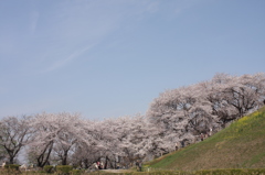 古墳の桜