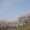 古墳の桜