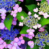 紫陽花模様