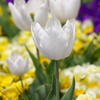 白いチューリップ