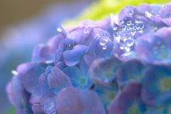 水玉ベールの紫陽花